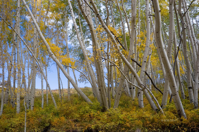 Aspen Stand