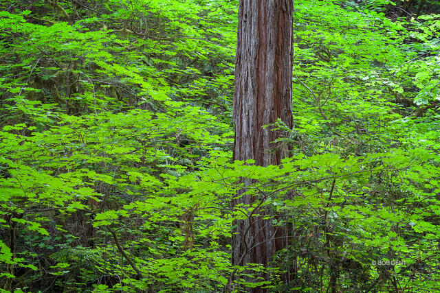 Sea of Green