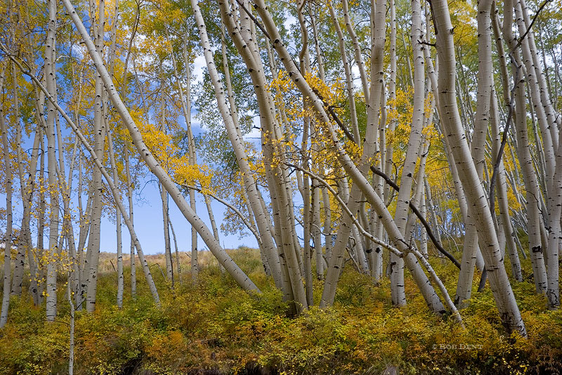 Fall, colors, Last Dollar Road, Mount Sneffels Wilderness, Colorado, photo