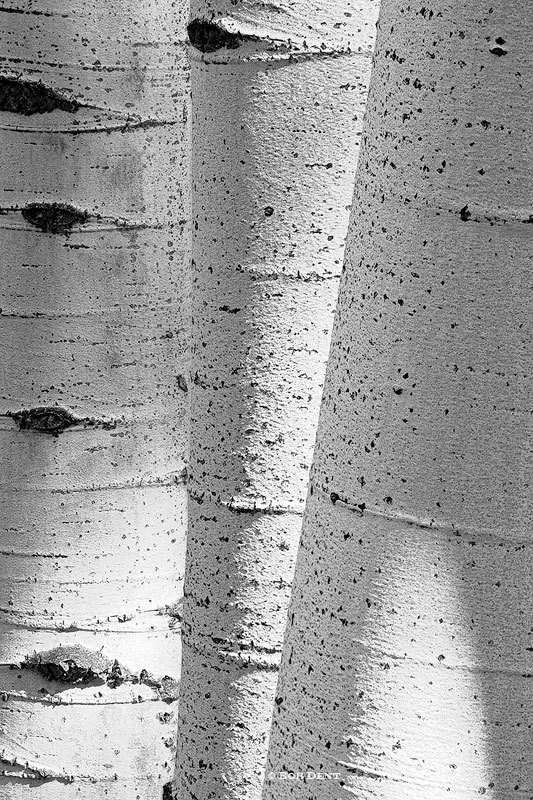 aspens, black and white, trunks, three, photo