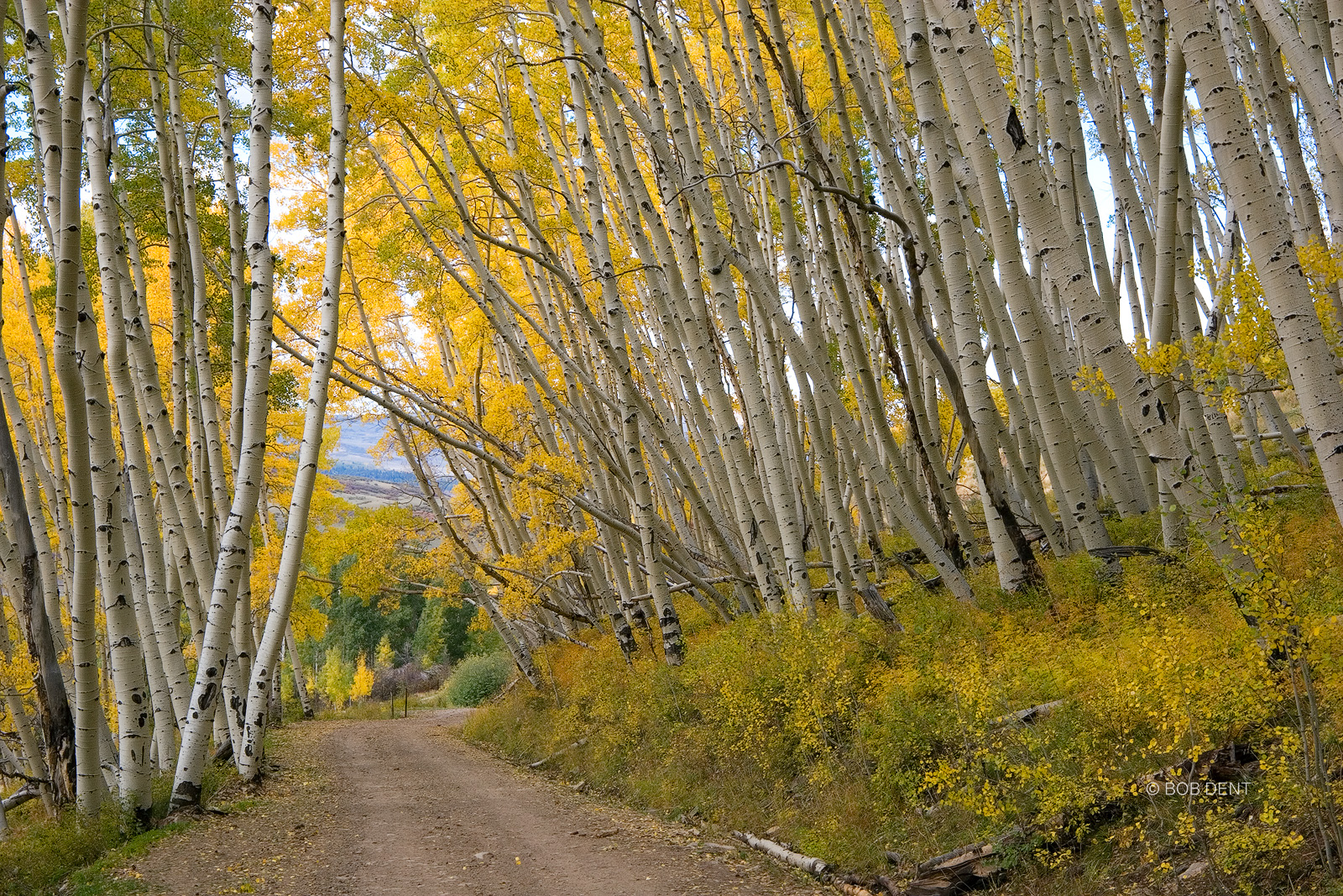 Aspen Archway Aspen trees along Last Dollar Road, near Mount Sneffels Wilderness, Colorado.