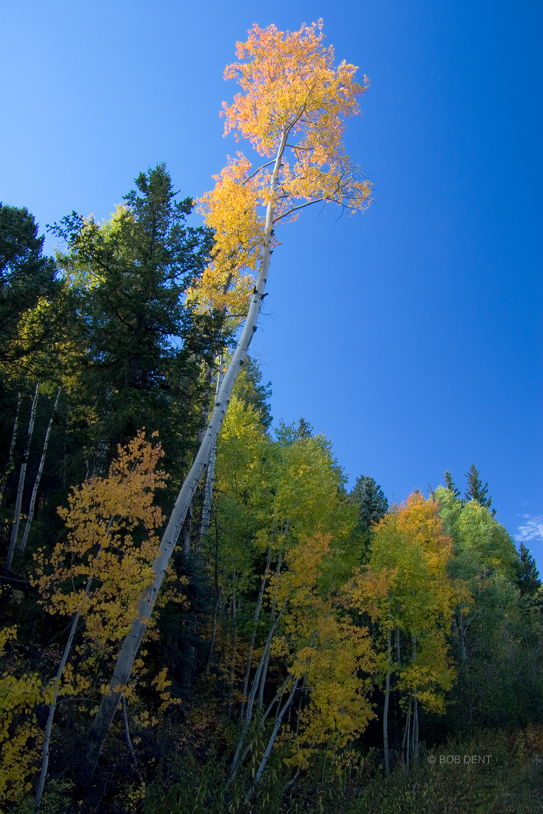 A tall Aspen tree leans over County road 5, near Ridgway, Colorado.