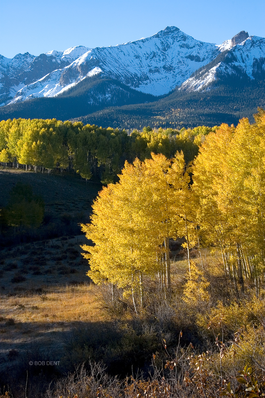 Golden aspens and snow capped peaks along Last Dollar Road, near Mount Sneffels Wilderness, Colorado.