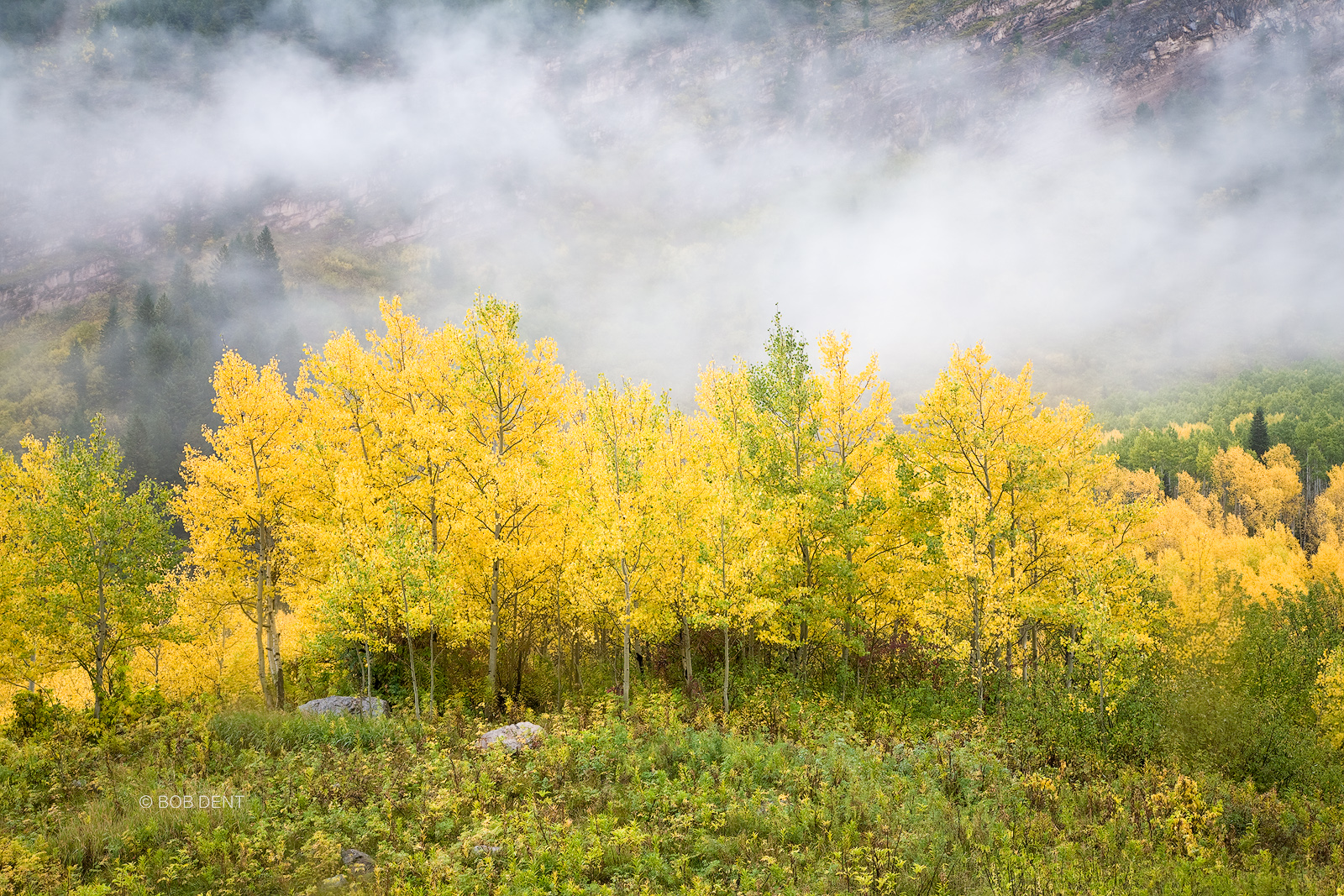 Aspens and Low Clouds Low lying clouds drift along Maroon Creek, White River National Forest, Maroon Bells - Snowmass Wilderness, Colorado.