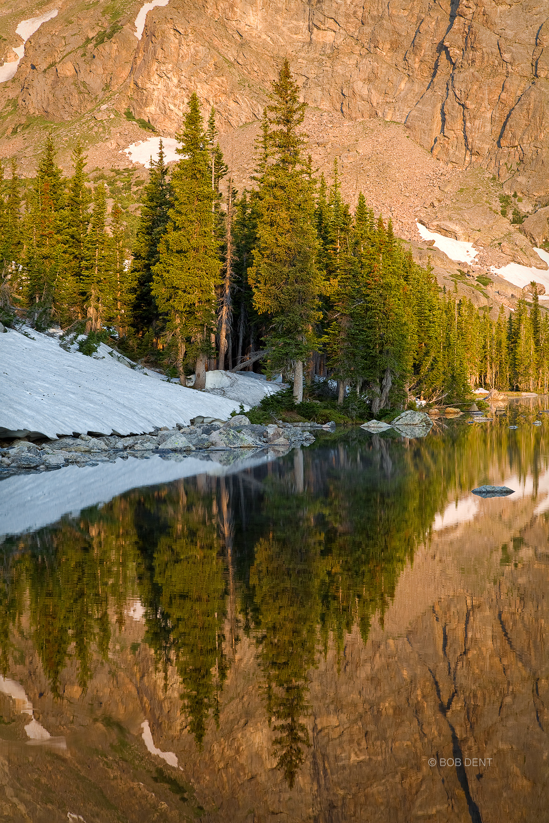 Pine trees reflecting in Two Rivers Lake at sunrise, Rocky Mountain National Park, Colorado.