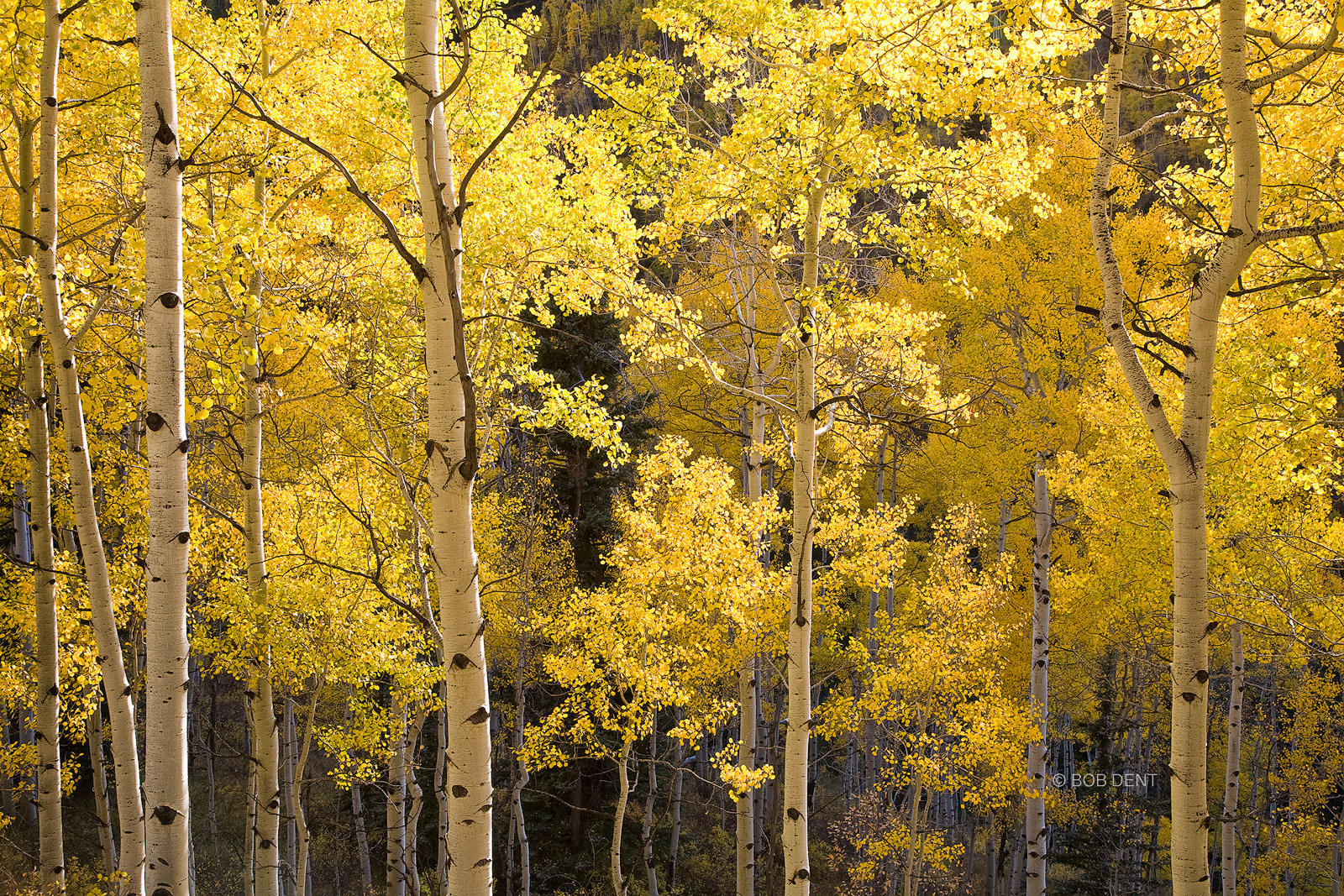 Colorful aspen stand along Castle Creek Road, White River National Forest, Colorado.