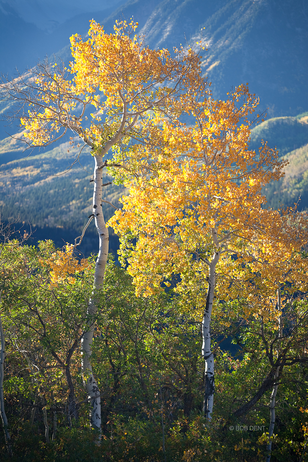 Golden aspens in morning light along McClure Pass, White River National Forest, Colorado.