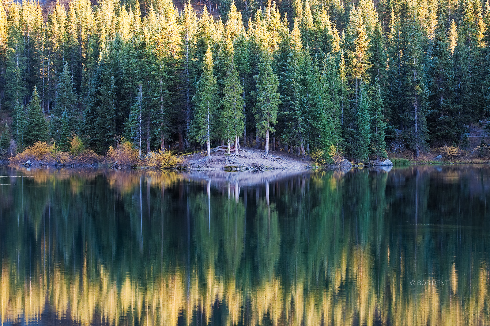 Sunset light paints the tips of pine trees, Alta Lakes, Uncompahgre National Forest, Colorado.