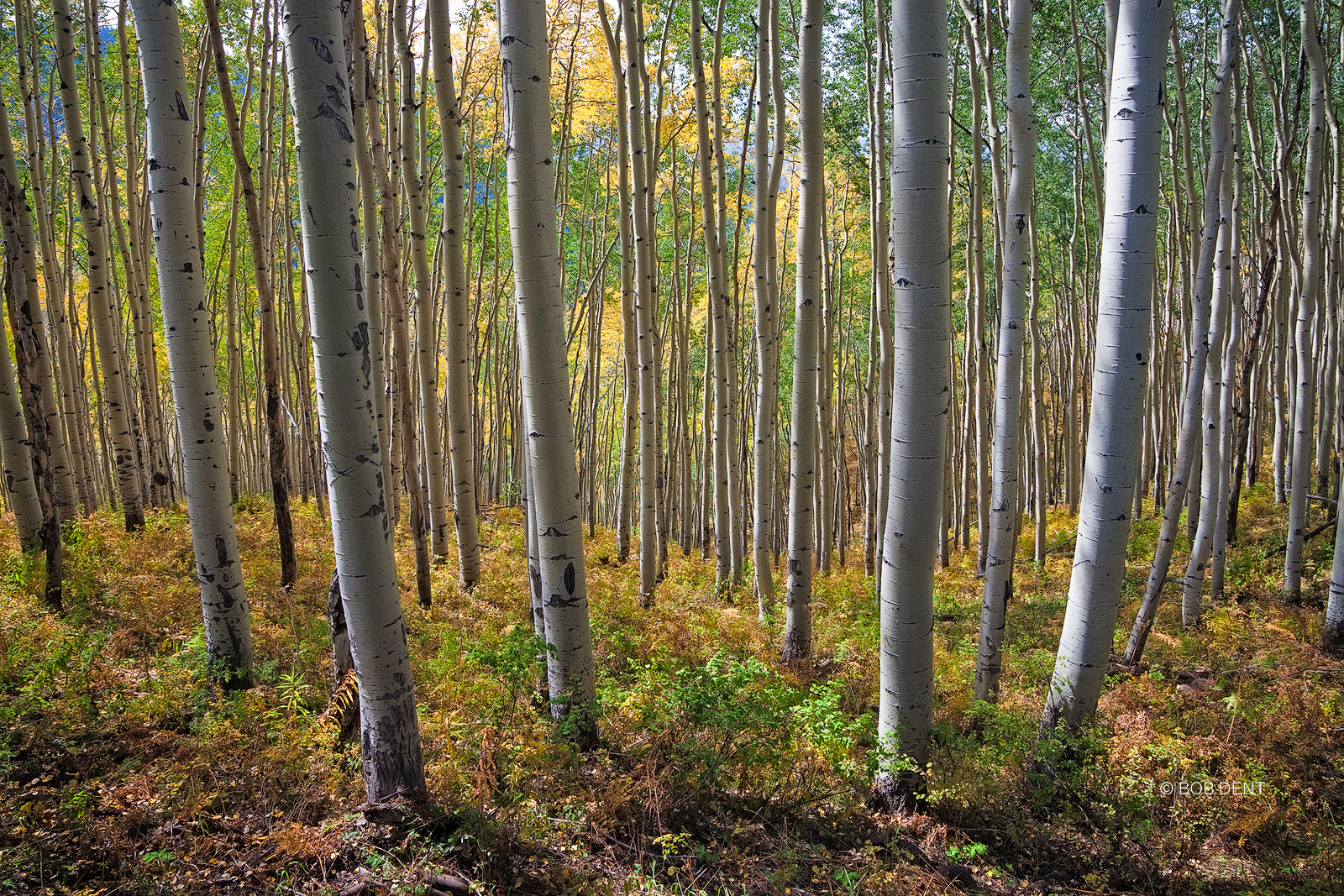 Aspens forest near Silver Jack Resevoir, Uncompahgre National Forest, Colorado.