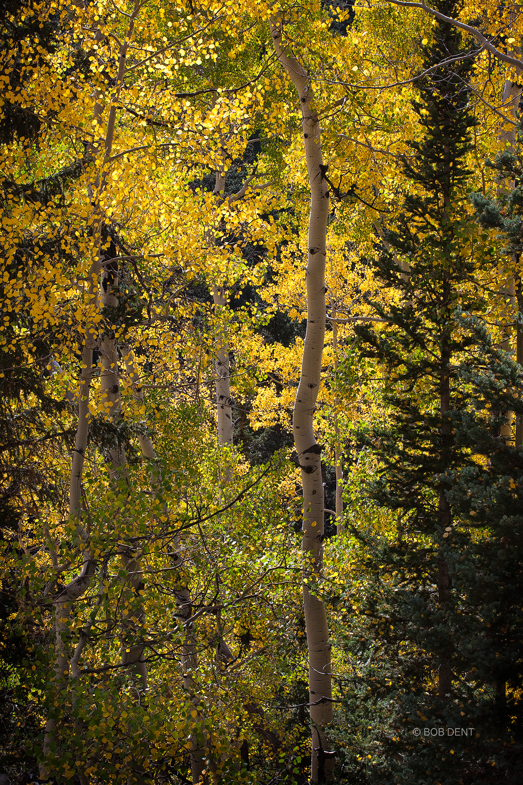 Aspen forest in autumn light, Uncompahgre National Forest, Colorado.