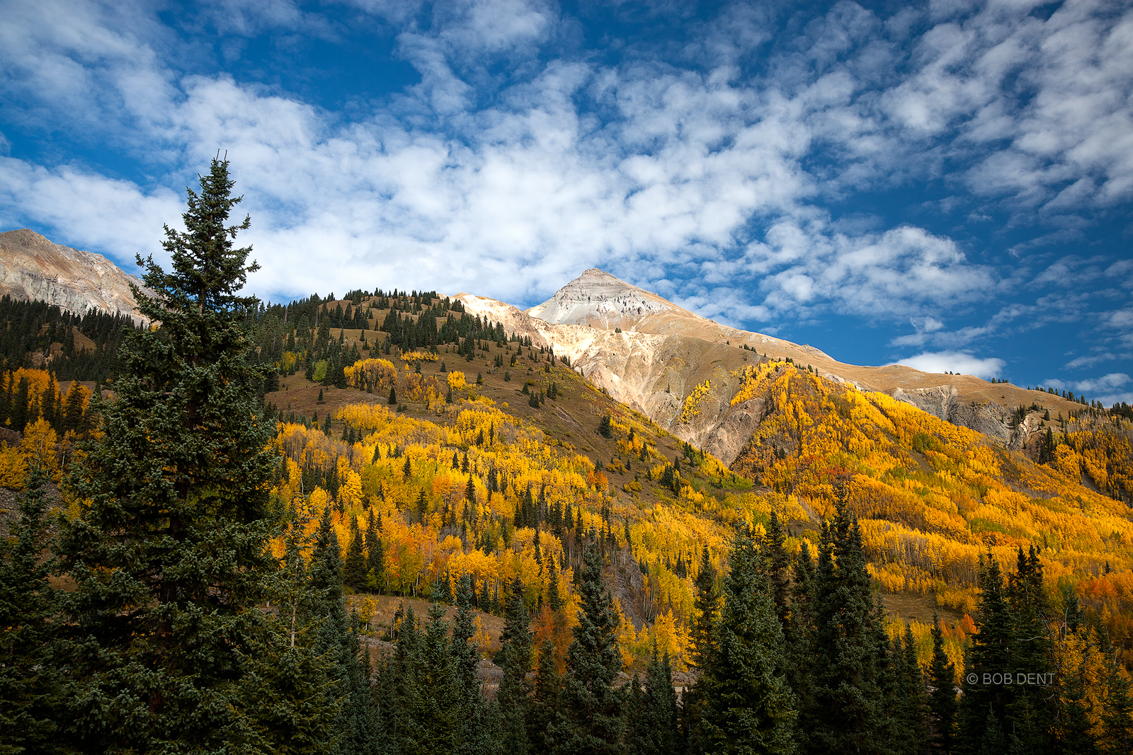 Golden Hillside Autumn colors, Red Mountain Pass, Uncompahgre National Forest, Colorado.