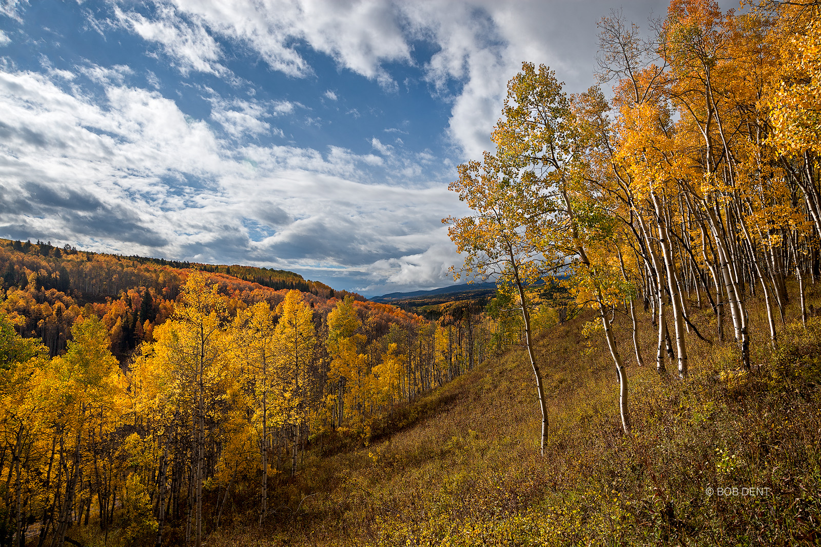 Ohio Creek Road, Ohio Pass, Gunnison National Forest, autumn, aspens, Colorado, fall, hillside